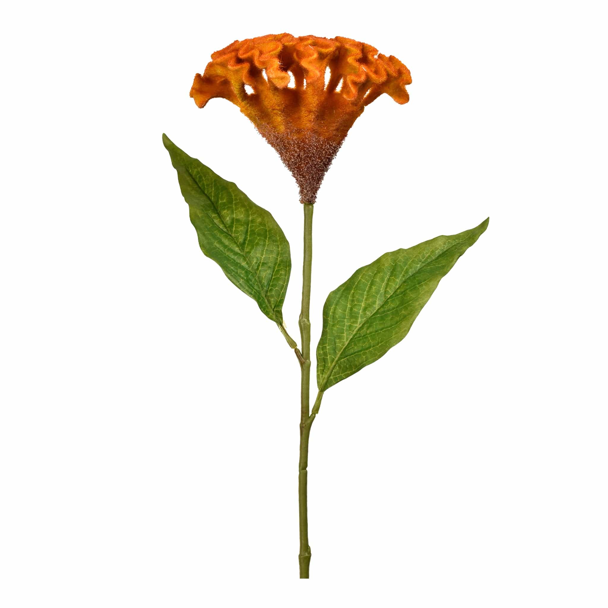 صورة المنتج 2
